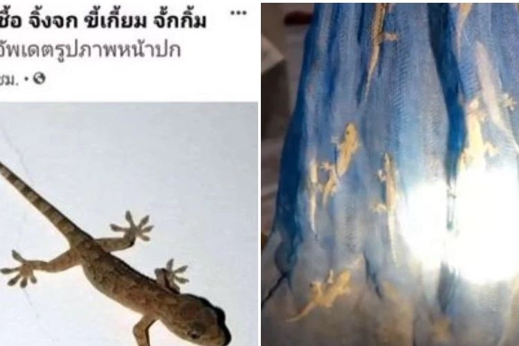 Netizen Thailand Ramai Ramai Jual Cicak Demi Harga Rp 138 000 Per Kg