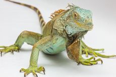 Tanda-tanda Iguana Siap Kawin