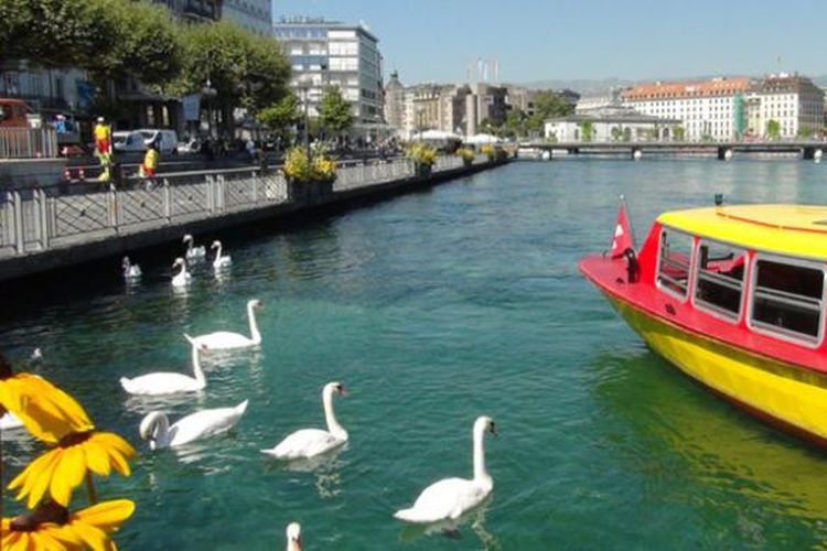 Menyeberangi danau Jenewa di Swiss ditemani angsa putih.