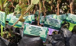 Jaga Pelestarian Lingkungan Hidup, PGNCOM Gelar Aksi Adopsi dan Bagikan 1.000 Bibit Pohon