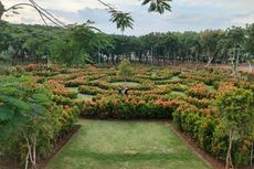 Yuk Bermain ke Taman Labirin di Tengah Hutan Kota Penjaringan