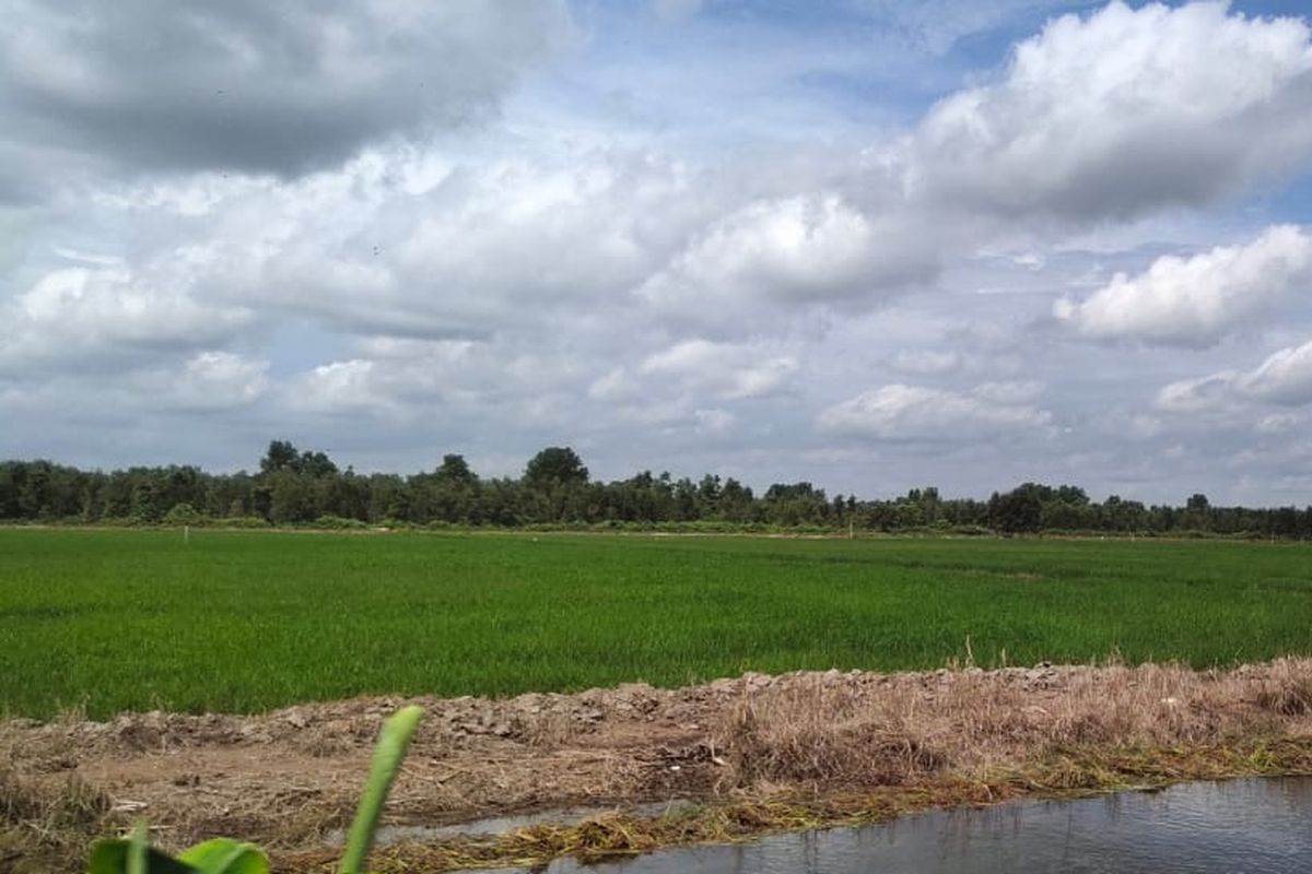 Food estate