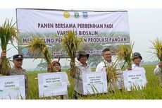 Kementan Bersama Dinas Pertanian Provinsi Banten Kembangkan Padi Biosalin untuk Wilayah Pesisir