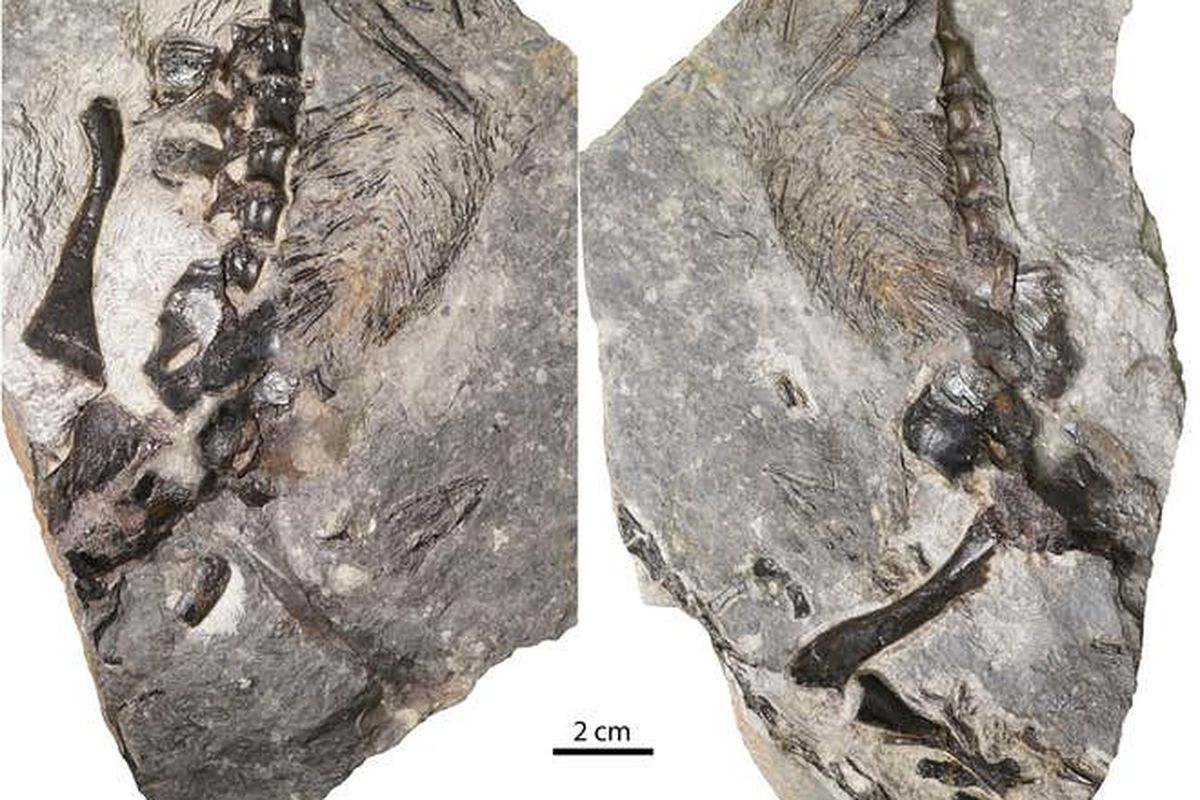 Fosil kadal purba Dendromaia unamakiensis menjadi bukti awal adanya pengasuhan pada hewan. Fosil ditemukan  di lepas pantai Nova Scotia, Pulau Cape Breton, Kanada