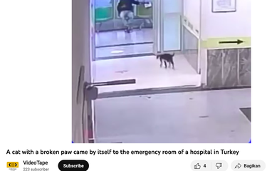 Tangkapan layar video kucing dengan kaki patah datang sendiri ke rumah sakit untuk mendapat perawatan