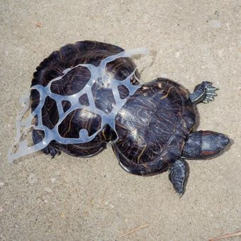 Penyu yang terjebak dalam cincin plastik enam lubang