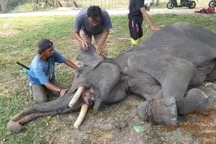 Gajah Diego Mati di PLG Minas Riau, Diduga akibat Infeksi Pencernaan Kronis
