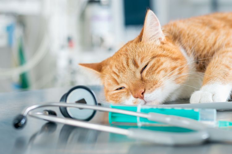 Cara Mengetahui Kucing Cacingan, Tanda dan Tindakan Awal yang Dilakukan