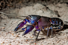 Udang Karang Hidup di Bawah Tanah, Kenapa Punya Warna Cerah?