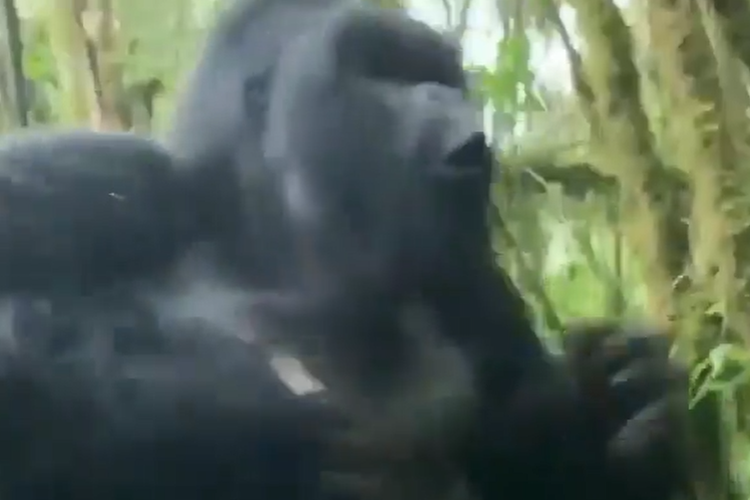 Tangkap layar momen seekor gorila memukul-mukul dada hingga membuat turis kabur ketakutan.