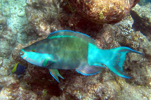 Mengenal Ikan Kakatua, Penjaga Laut Biru yang Sebaiknya Tak Dikonsumsi
