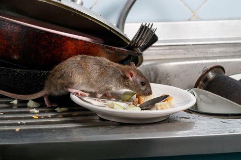 Hati-hati, Tikus Bisa Lebih Agresif di Masa Pandemi Covid-19