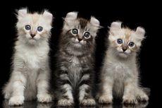 10 Ras Kucing Populer Asal Amerika Serikat, Penampilannya Unik