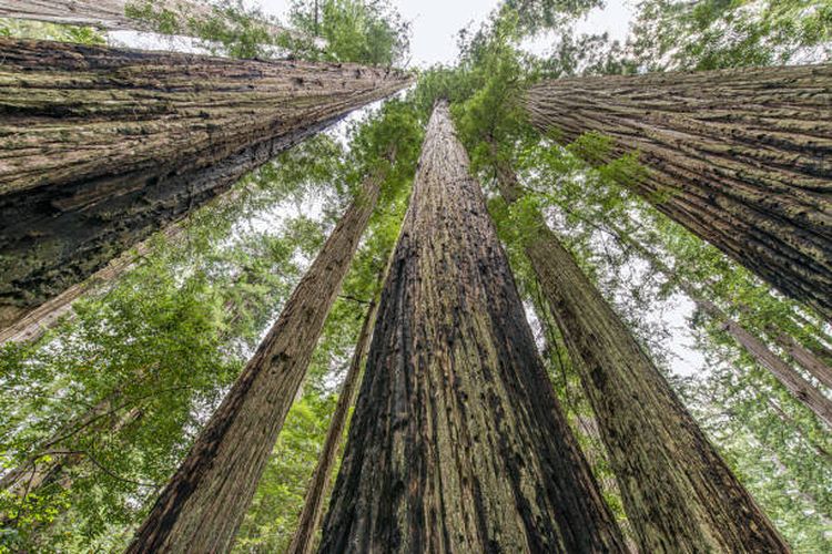 Ilustrasi Sequoia sempervirens, pohon tertinggi di dunia.