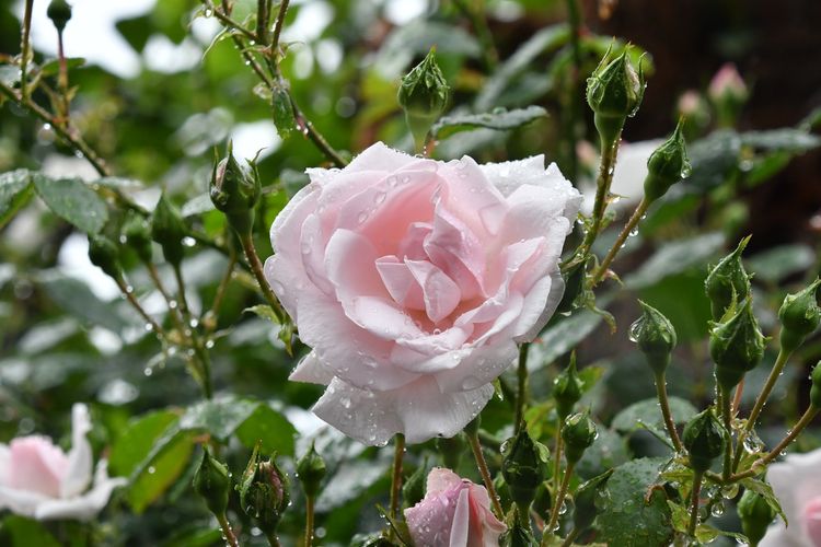 Hal penting lainnya yang perlu diketahui sebagai cara merawat bunga mawar adalah aspek penyiramannya. Jika dalam keadaan panas, tanaman mawar perlu disiram sehari dua kali, yakni pagi dan sore.