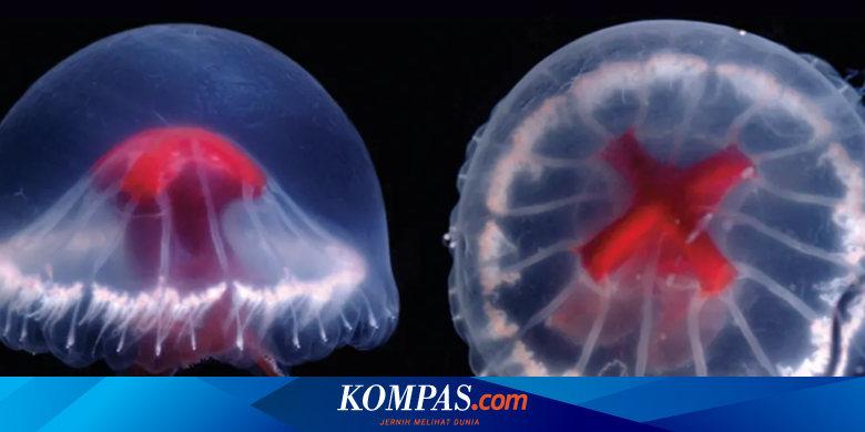 Temuan Spesies Ubur-ubur Baru, Perutnya Berwarna Merah Menyala