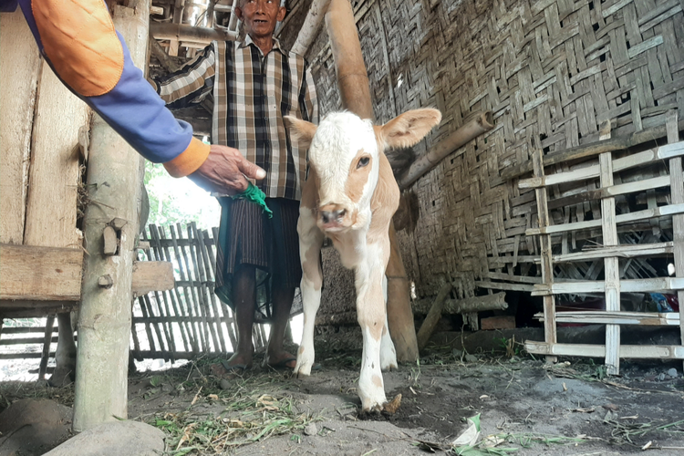Anak sapi berkaki tiga di Lumajang jadi tontonan warga, Selasa (27/9/2022)