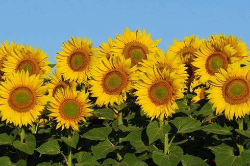 8 Tips Menanam Bibit Bunga Matahari di Rumah