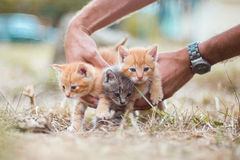 Bolehkah Memandikan Anak Kucing Umur 3 Hari? Ini Kata Dokter Hewan