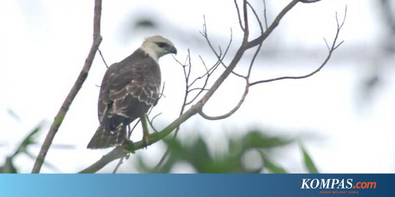 1010+ Gambar Burung Elang Terbaik HD
