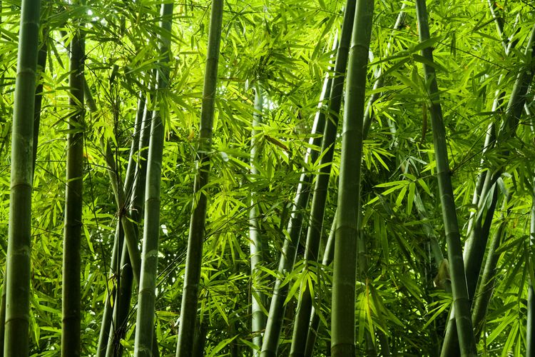 Mengenal peranan bambu untuk kehidupan masa depan.