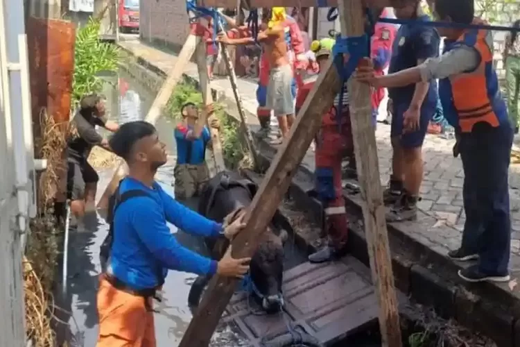 Kronologi Dua Insiden Sapi Tercebur Sungai di Surabaya dan Sidoarjo, Evakuasi Berlangsung Dramatis