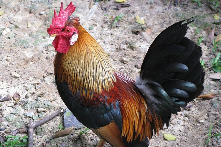 Ayam hutan merah adalah salah satu contoh hewan aves.