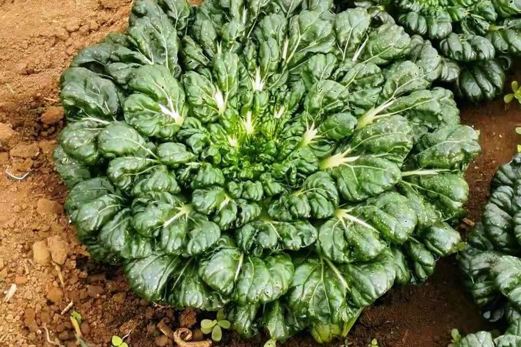 Ilustrasi tanaman sayuran tatsoi.