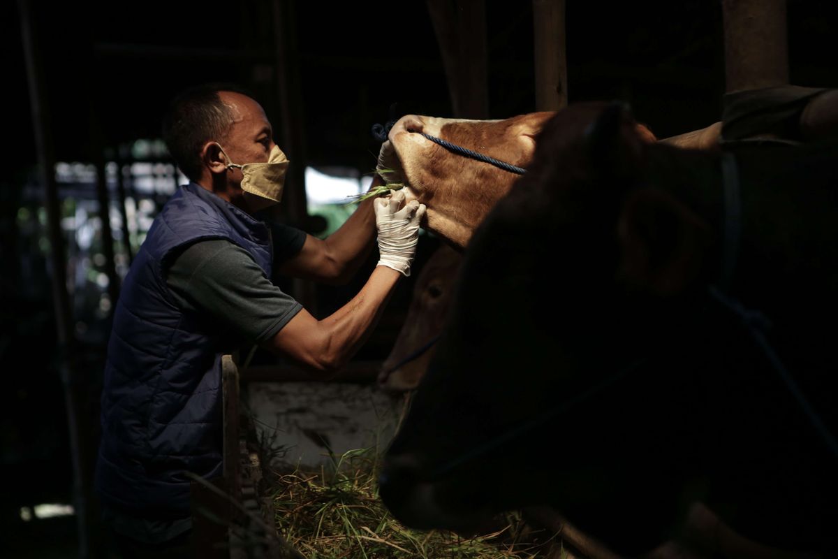 Petugas Dinas Ketahanan Pangan Kota Tangerang memeriksa kesehatan sapi di salah satu lokasi peternakan di Periuk, Kota Tangerang, Banten, Jumat (13/5/2022). Pemeriksaan tersebut guna mencegah penyebaran wabah virus penyakit mulut dan kuku (PMK) pada hewan ternak yang sudah merebak di sejumlah daerah.