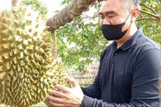 Mantan Wali Kota Malang Buka Kafe di Kebun Durian 