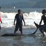 3 Ekor Lumba-lumba Terdampar di Pantai Sidem Tulungagung
