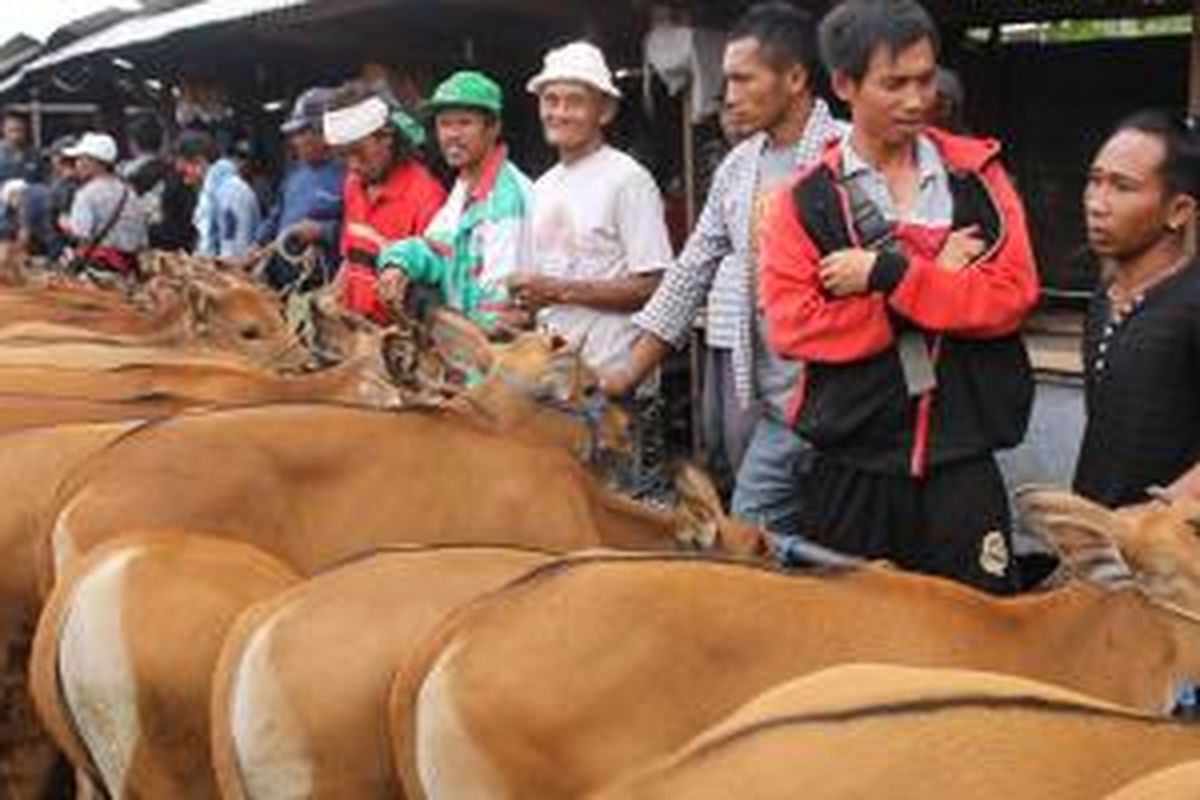 Sapi-sapi di Pasar Beringkit, Kecamatan Mengwi, Kabupaten Badung, Bali, dikelompokkan penjualannya sesuai umur dan kebutuhan.