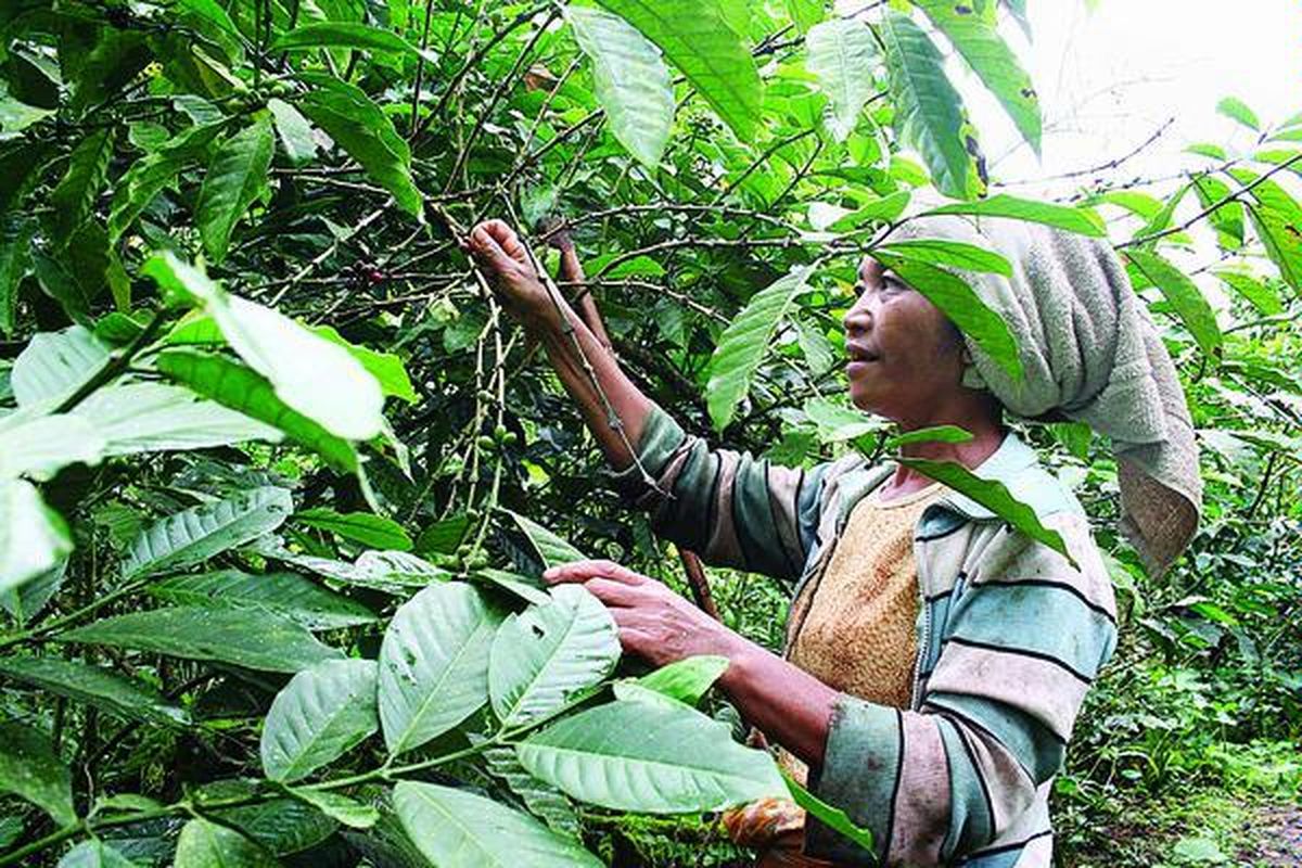 Martina Ria, warga Dusun Biting, Desa Uluwae, Kecamatan Poco Ranaka, Kabupaten Manggarai Timur, Nusa Tenggara Timur, memetik buah kopi yang matang, Rabu (6/4). Petani di kawasan Manggarai umumnya mengkhawatirkan produksi tahun ini anjlok sebab curah hujan terlalu tinggi dalam satu tahun terakhir.