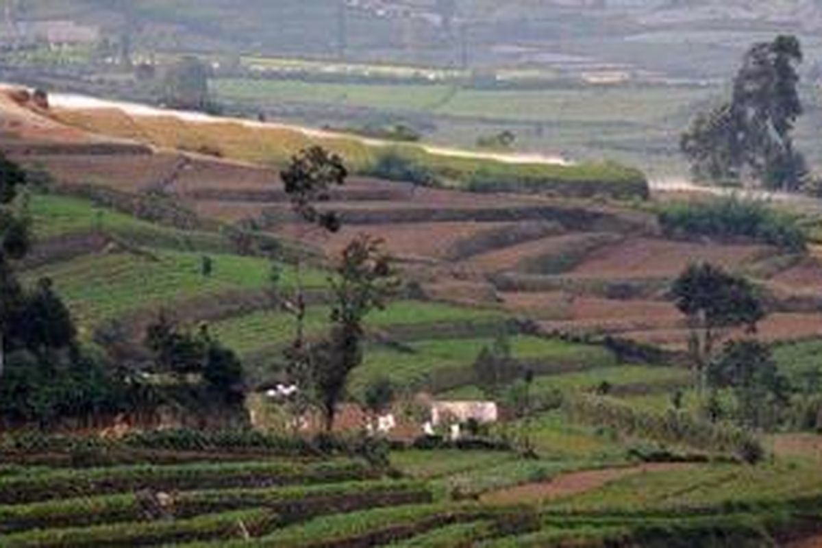 Kebun kentang di Dieng