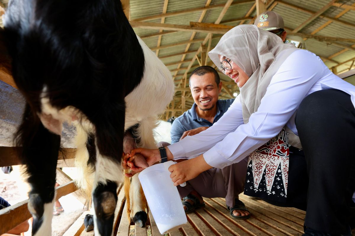 Kandang kambing ternak Jarot Setiawan saat dikunjungi oleh Bupati Banyuwangi Ipuk Fiestiandani Azwar Anas.