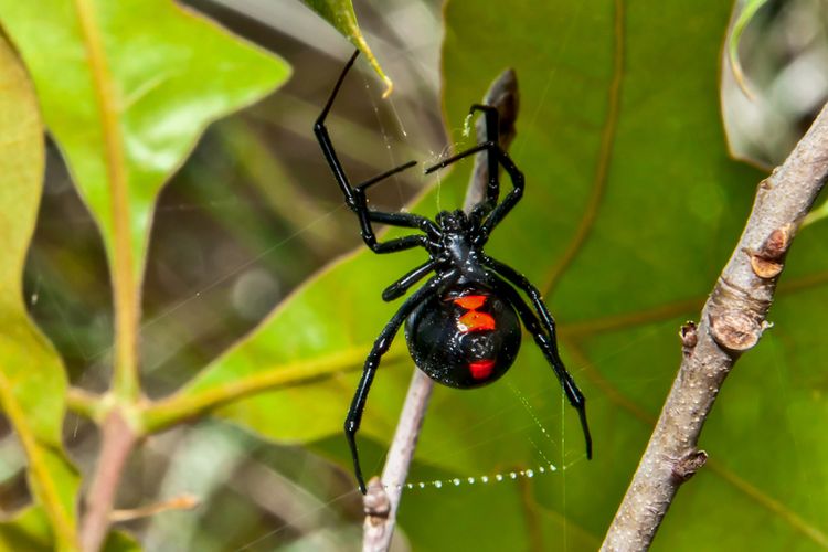 Laba-laba Black Widow adalah spesies laba-laba paling ditakuti karena gigitannya yang sangat menyakitkan. Fakta menarik dari serangga ini adalah sifat kanibalisme seksual yang dilakukan betina terhadap jantan setelah kawin.