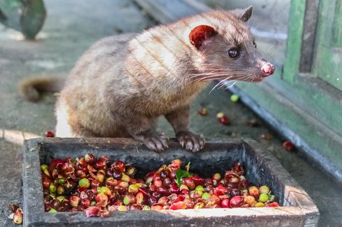 7 Kopi Termahal di Dunia, Dua di Antaranya Sisa Hewan