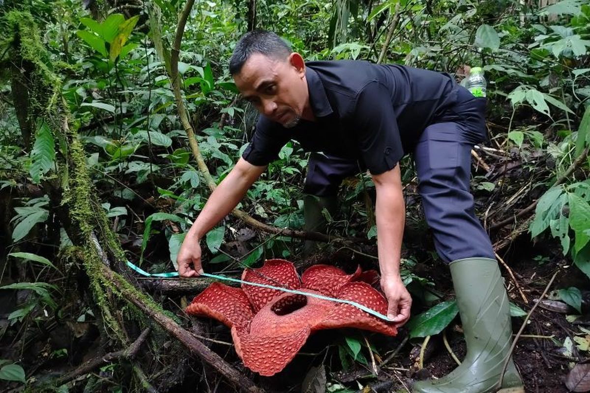 Petugas Resor Konservasi Wilayah II Maninjau BKSDA Sumbar sedang mengukur bunga Rafflesia tuan-mudae, Selasa (17/12/2024).