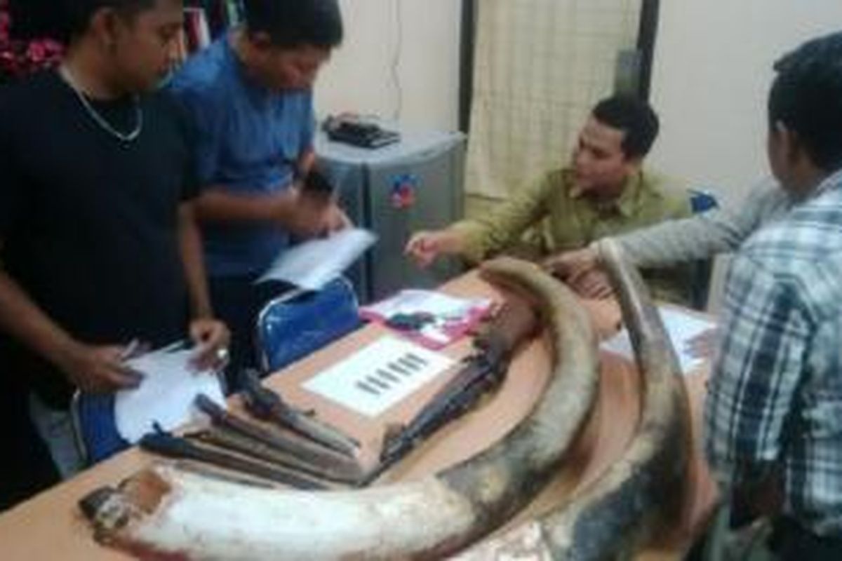 Dua gading gajah Sumatera (Elephas maximum sumatranus) yang disita Polda Riau sebagai bukti aksi mafia pemburu gading gajah yang diringkus pada Selasa (10/2/2015). 