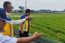 Irigasi Padi Hemat Air Diterapkan di Cirebon, Diharapkan Mampu Tingkatkan Hasil Panen