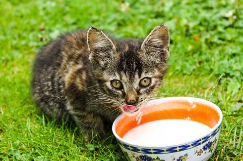 Ingat, Kucing Tidak Boleh Diberikan Susu Sapi