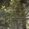 Seri Flora Nusantara: Rhododendron Loerzingii, Pernah Dianggap Punah
