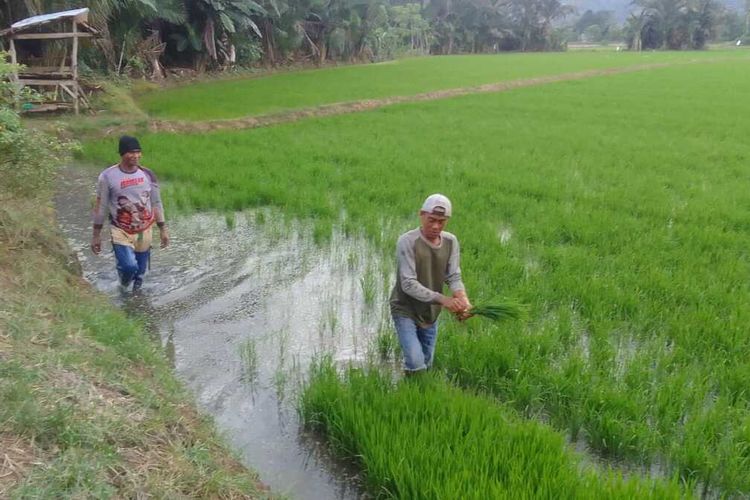 Petani di Kecamatan Sendana, Kota Palopo, Sulawesi Selatan, Kamis (11/9/2025) bertahan dengan mengandalkan pompa air di musim kemarau untuk mengairi sawah tadah hujan.