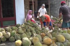 Panen Durian di Trenggalek, Pedagang Raup Omzet Rp 50 Juta Per Hari
