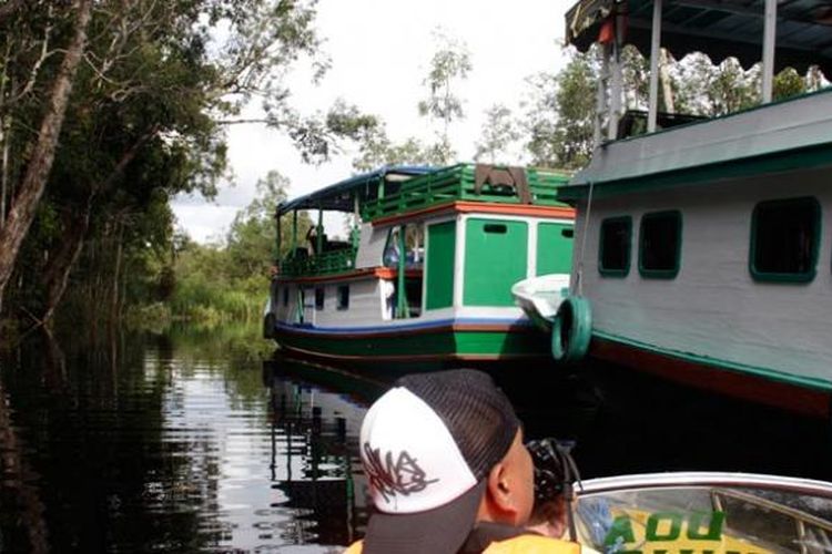 Kapal kelotok di Tanjung Puting.