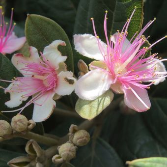 Ilustrasi tanaman kemunting atau karamunting (Rhodomyrtus tomentosa), daun kemunting.