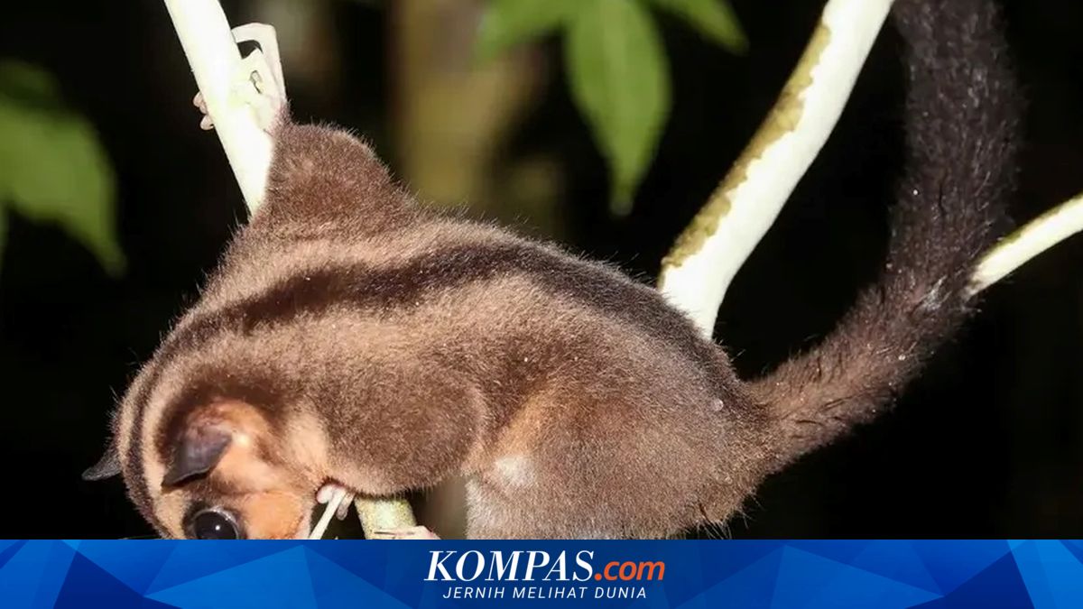 Misteri Marsupial Kuno Papua Benarkah Mereka Masih Hidup