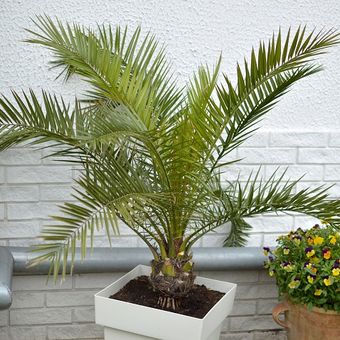 Ilustrasi Majesty Palm, ilustrasi tanaman.