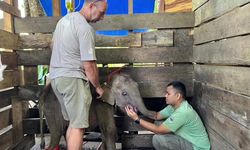 BKSDA Aceh Umumkan Kematian Panton, Bayi Gajah yang Terseret Arus Sungai