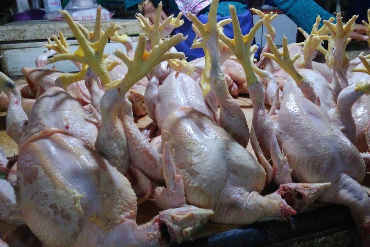 Harga Ayam mencapai Rp 35.000 hingga Rp 40.000 per ekor di Jakarta, pemerintah diminta waspadai pergerakan harga ayam dan telur.